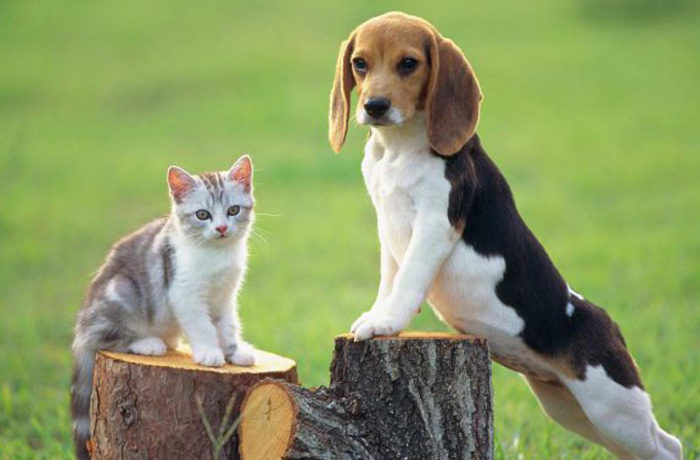 Зоомагазина "КотикиСобачки"